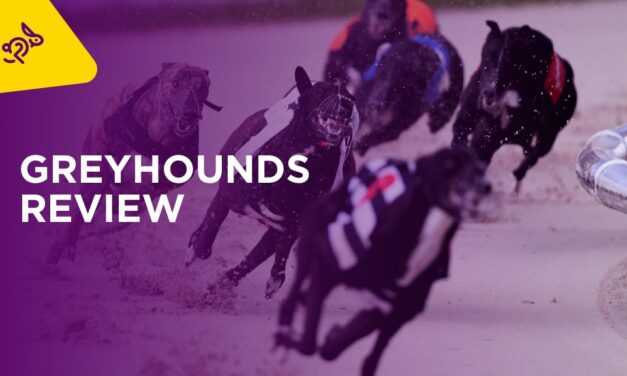 GREYHOUNDS: Shelbourne Champion Stakes Semi-Finals Preview