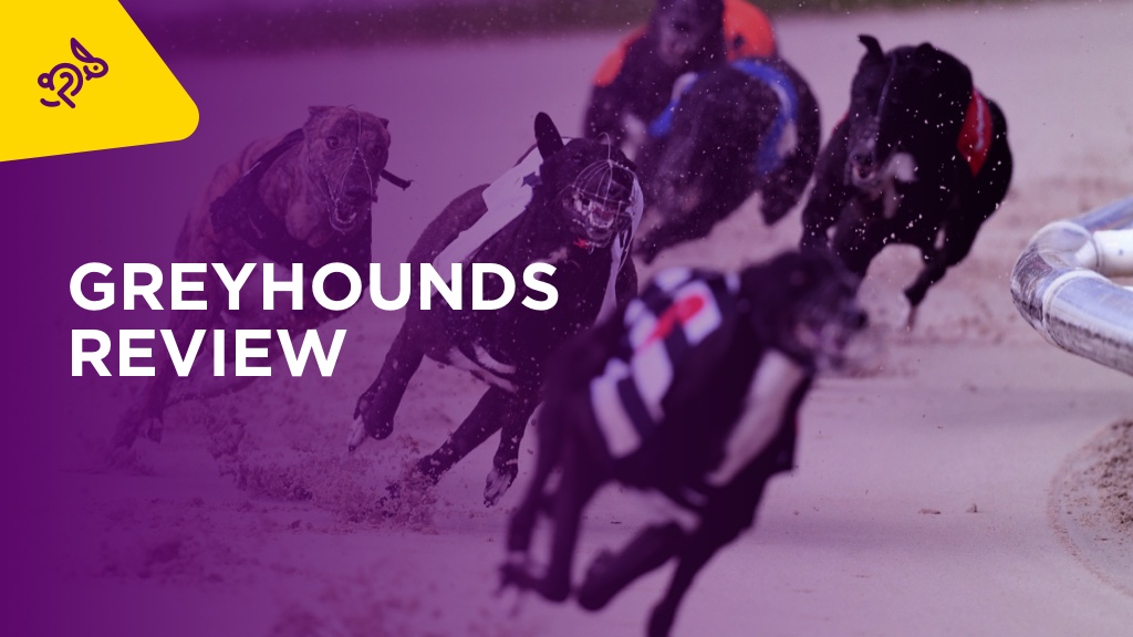 GREYHOUNDS: Sussex Cup And Regency Semi-Finals Picks